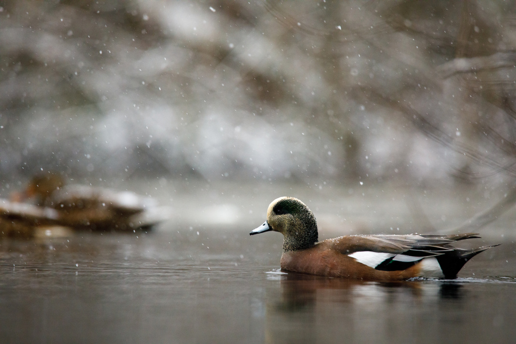 Mareca americana (American Wigeon), California species