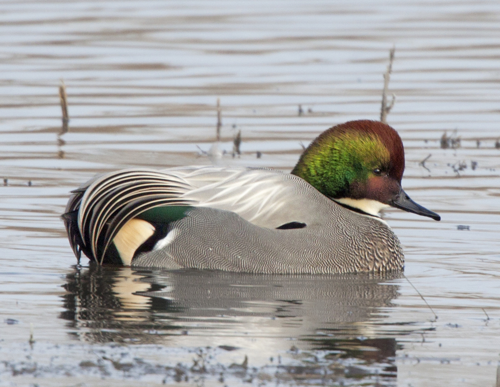 Mareca falcata (Falcated Duck), California species
