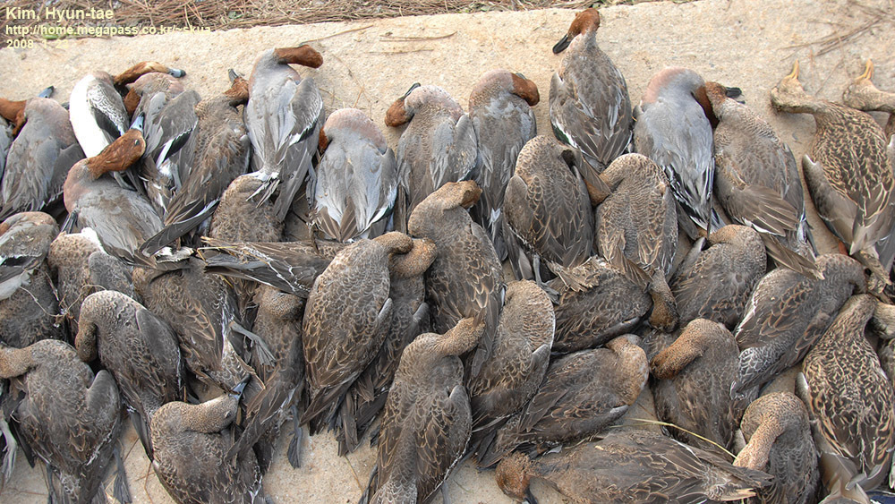 Mareca penelope (Eurasian Wigeon), California species