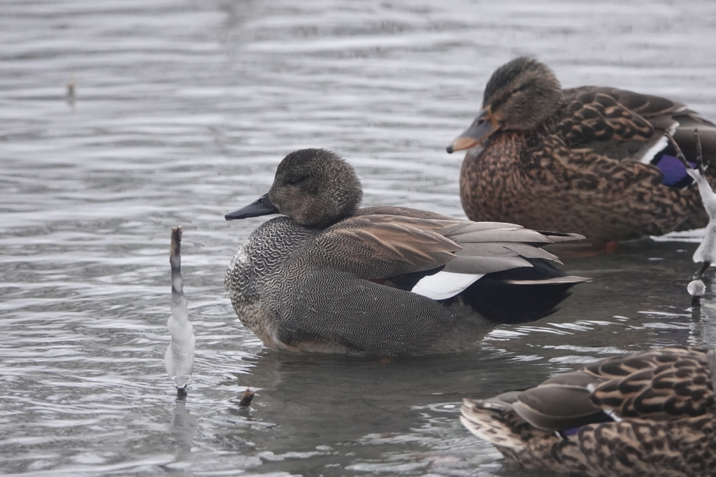 Mareca strepera (Gadwall), California species