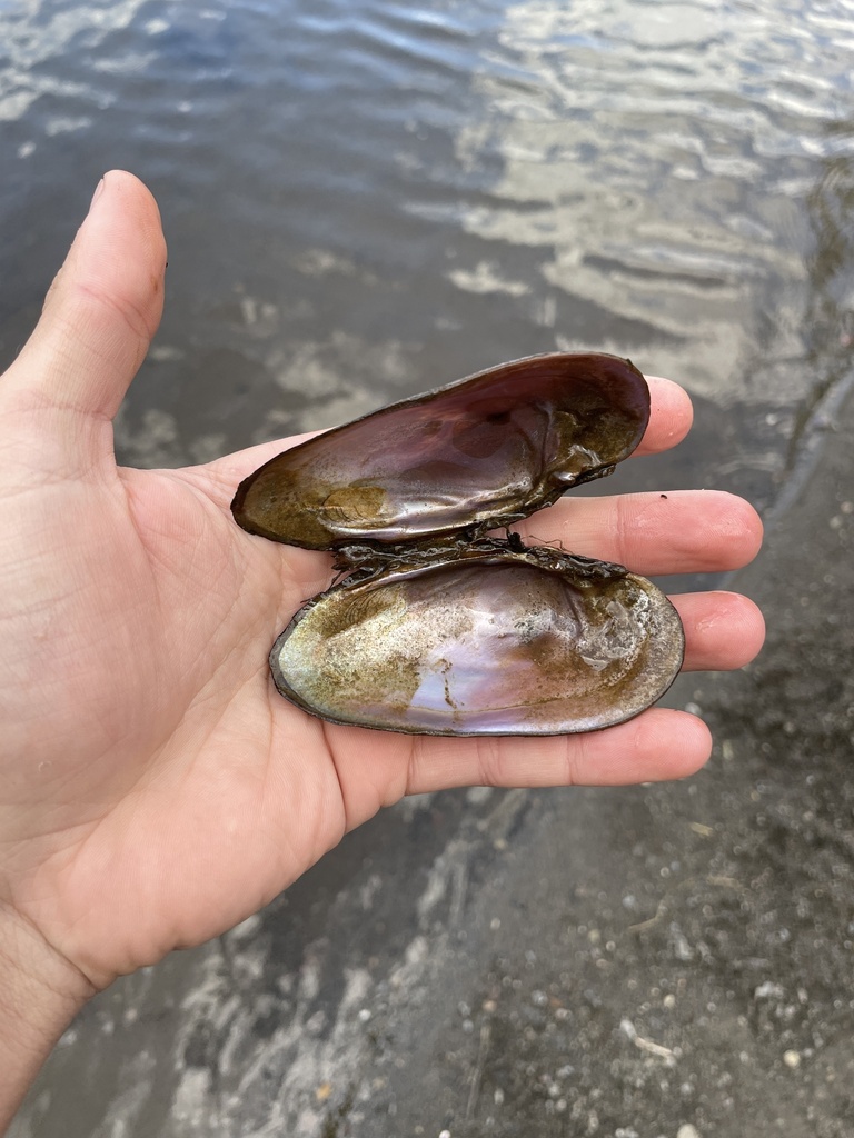 Margaritifera falcata (Western Pearlshell), California species