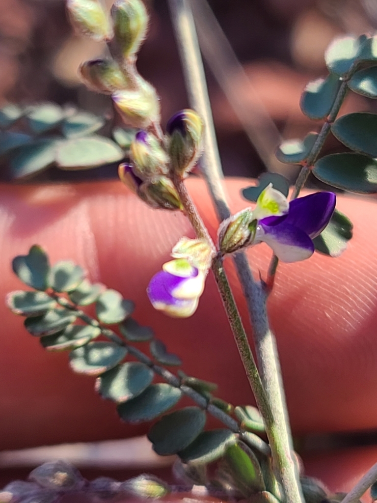 Marina parryi (Parry dalea), native California subshrub