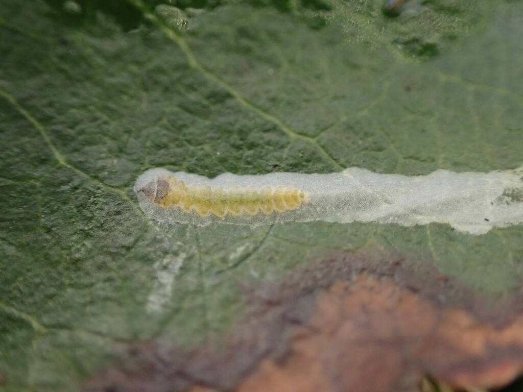 Marmara arbutiella (Madrone Skin Miner), California species