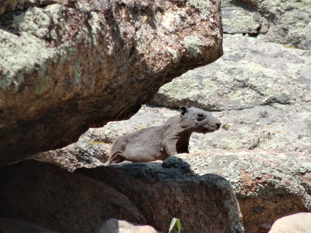 Marmota flaviventris (Yellow-bellied Marmot), California species