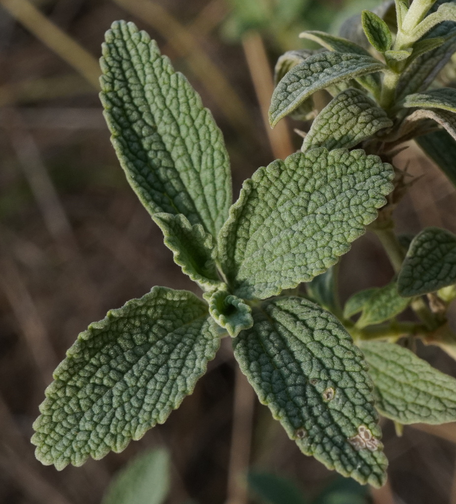 Marrubium sp. (Horehound), non-native California perennial