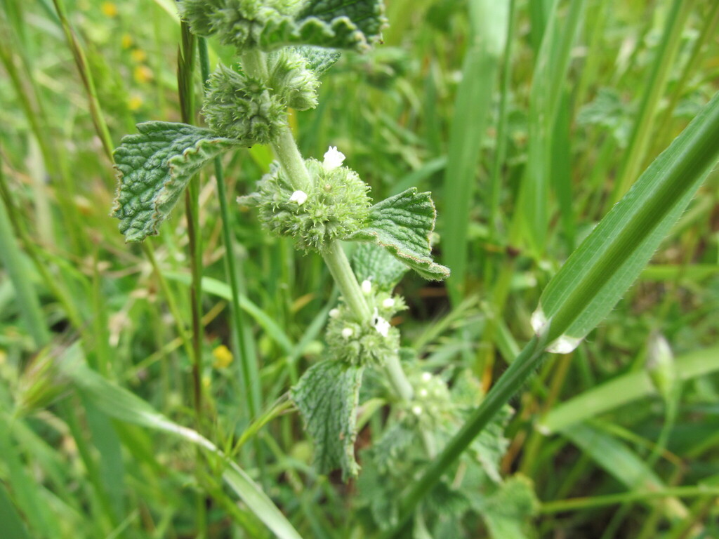 Marrubium vulgare (White horehound), non-native California subshrub