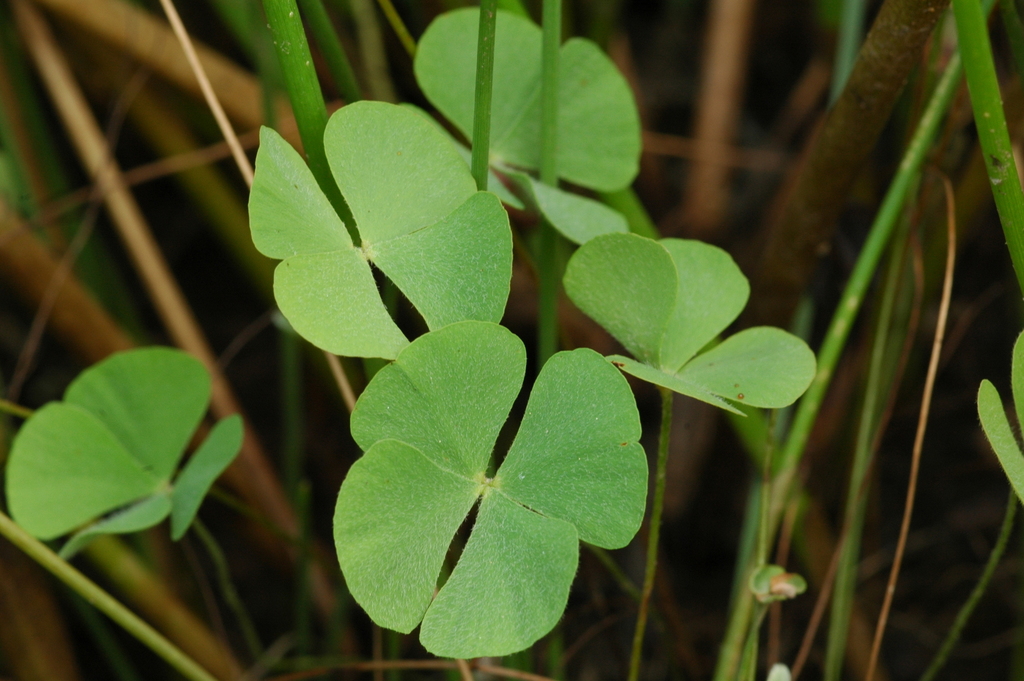 Marsilea oligospora (Nelson's pepperwort), native California herb