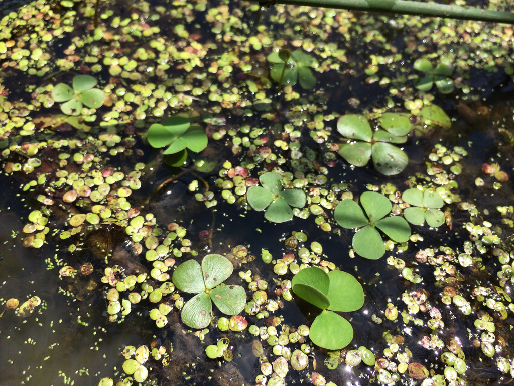 Marsilea sp. (Water-clover), native California perennial