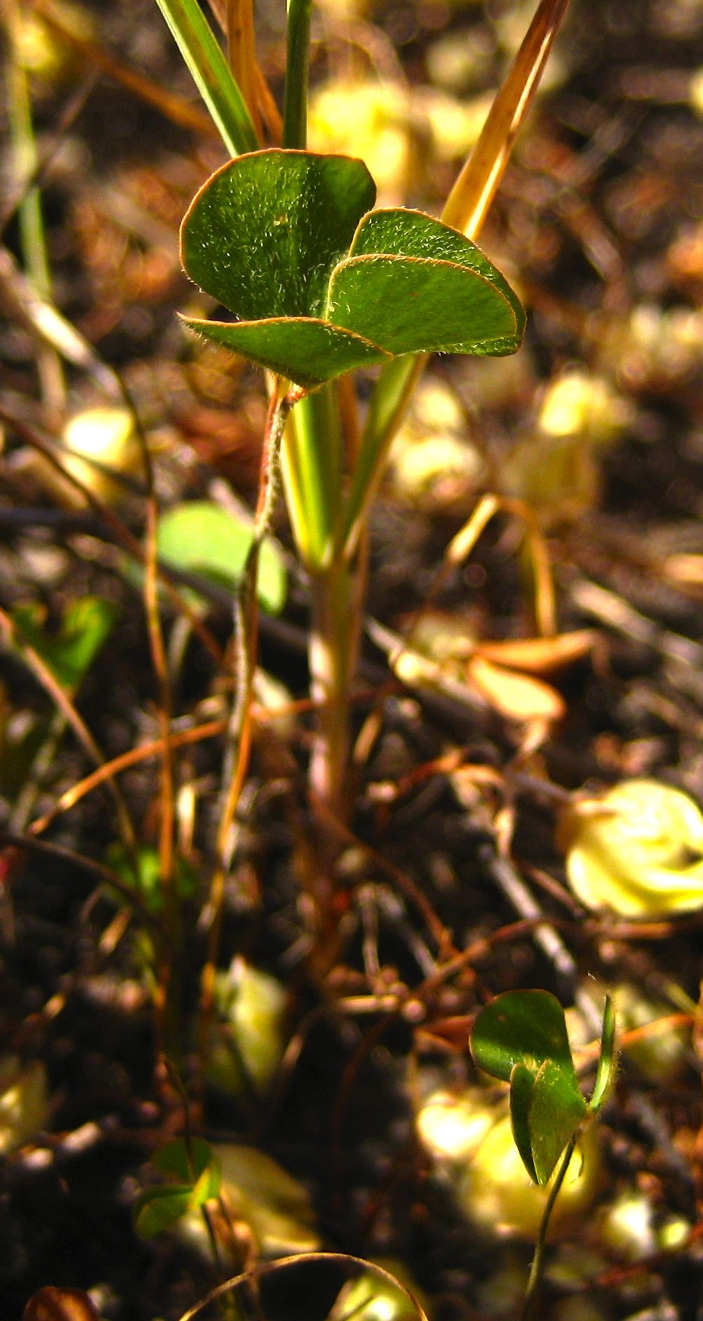Marsilea vestita subsp. vestita, native California perennial