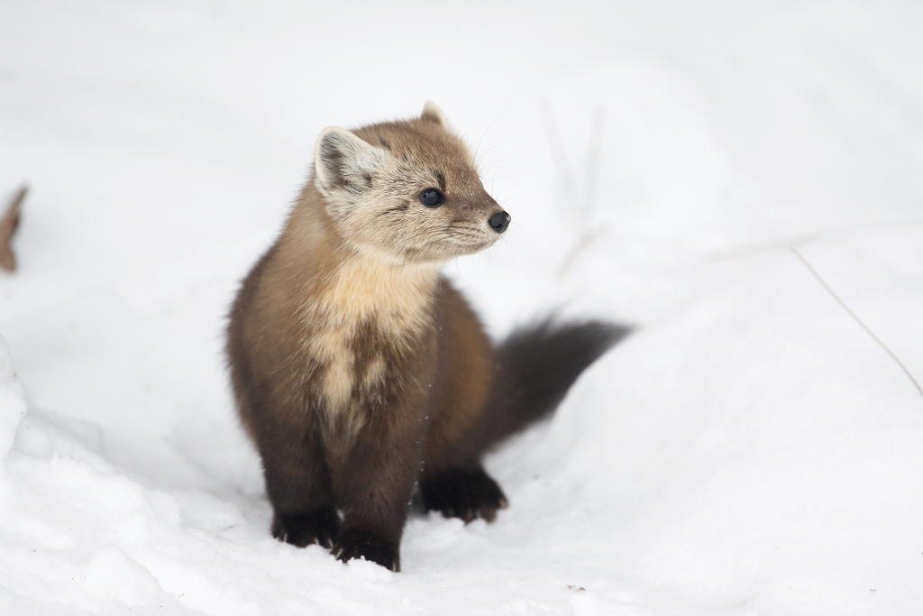 Martes caurina humboldtensis (Humboldt Marten), California species