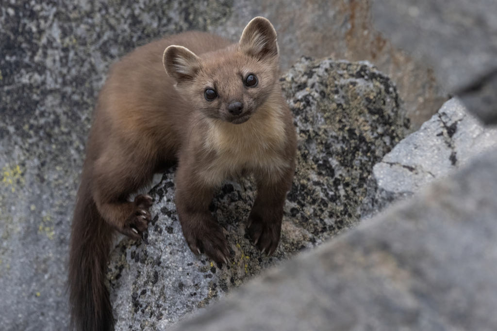 Martes caurina sierrae (Sierra Marten), California species
