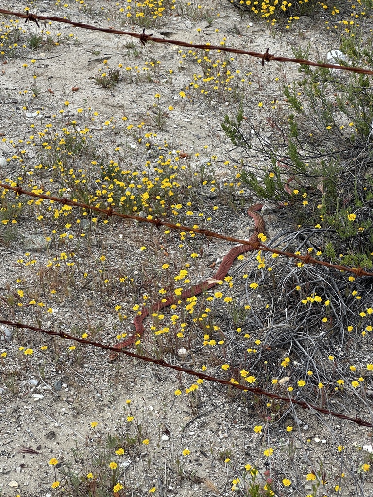 Masticophis flagellum ruddocki (San Joaquin Coachwhip), California species