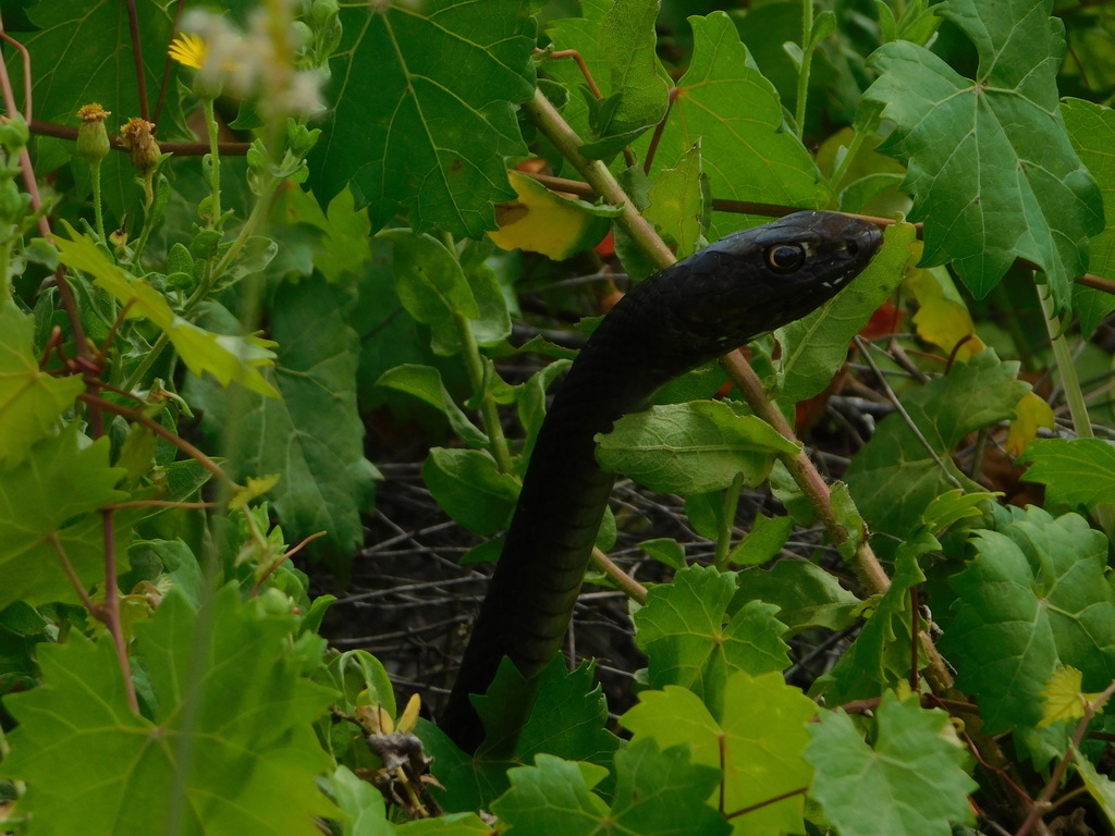 Masticophis flagellum (Coachwhip), California species