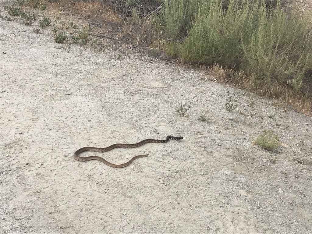 Masticophis fuliginosus (Baja California Coachwhip), California species