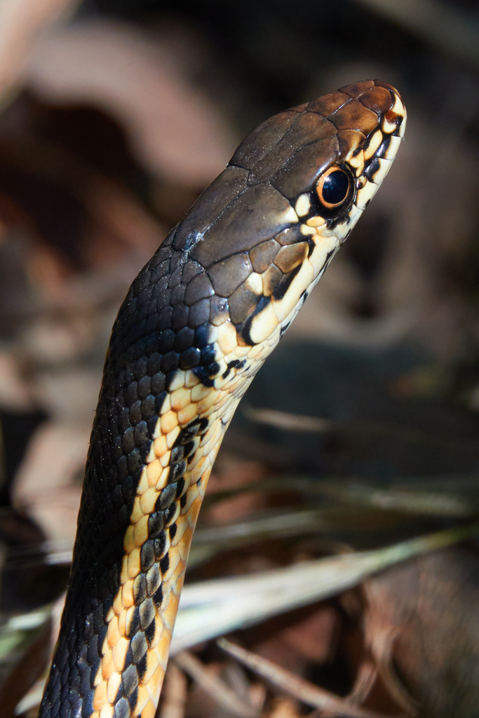 Masticophis lateralis euryxanthus (Alameda whipsnake), California species