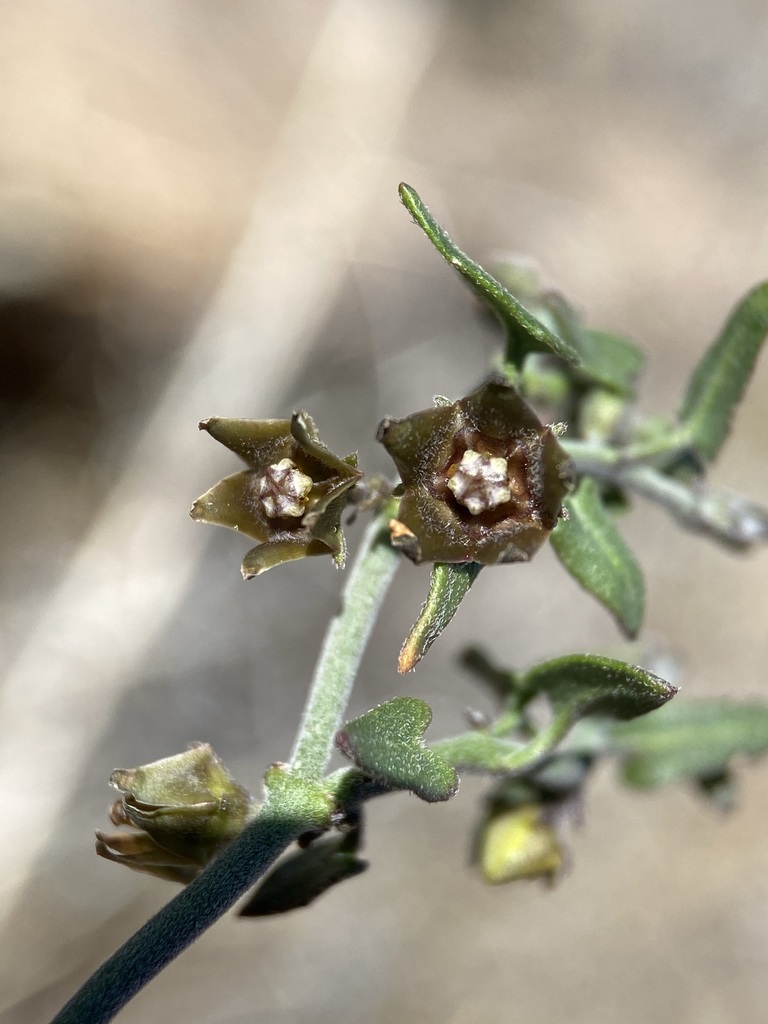 Matelea parvifolia (Spearleaf), native California shrub