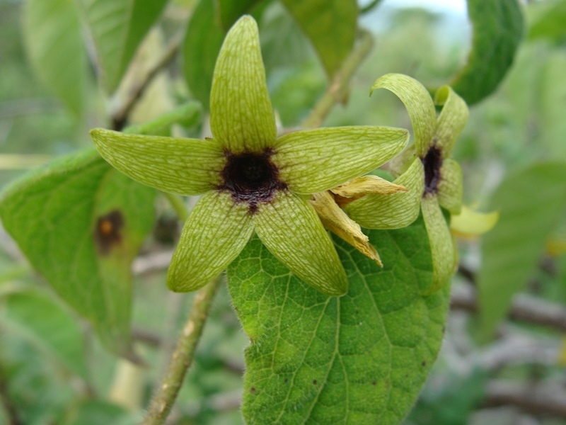 Matelea sp., native California perennial
