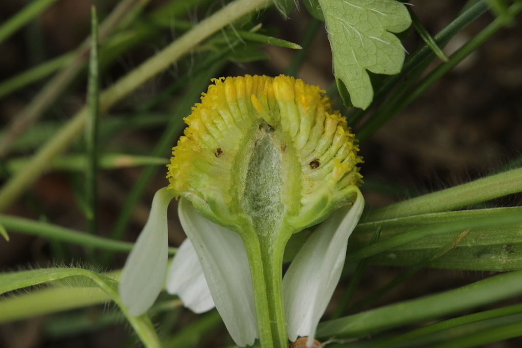 Matricaria chamomilla (German chamomile), non-native California annual