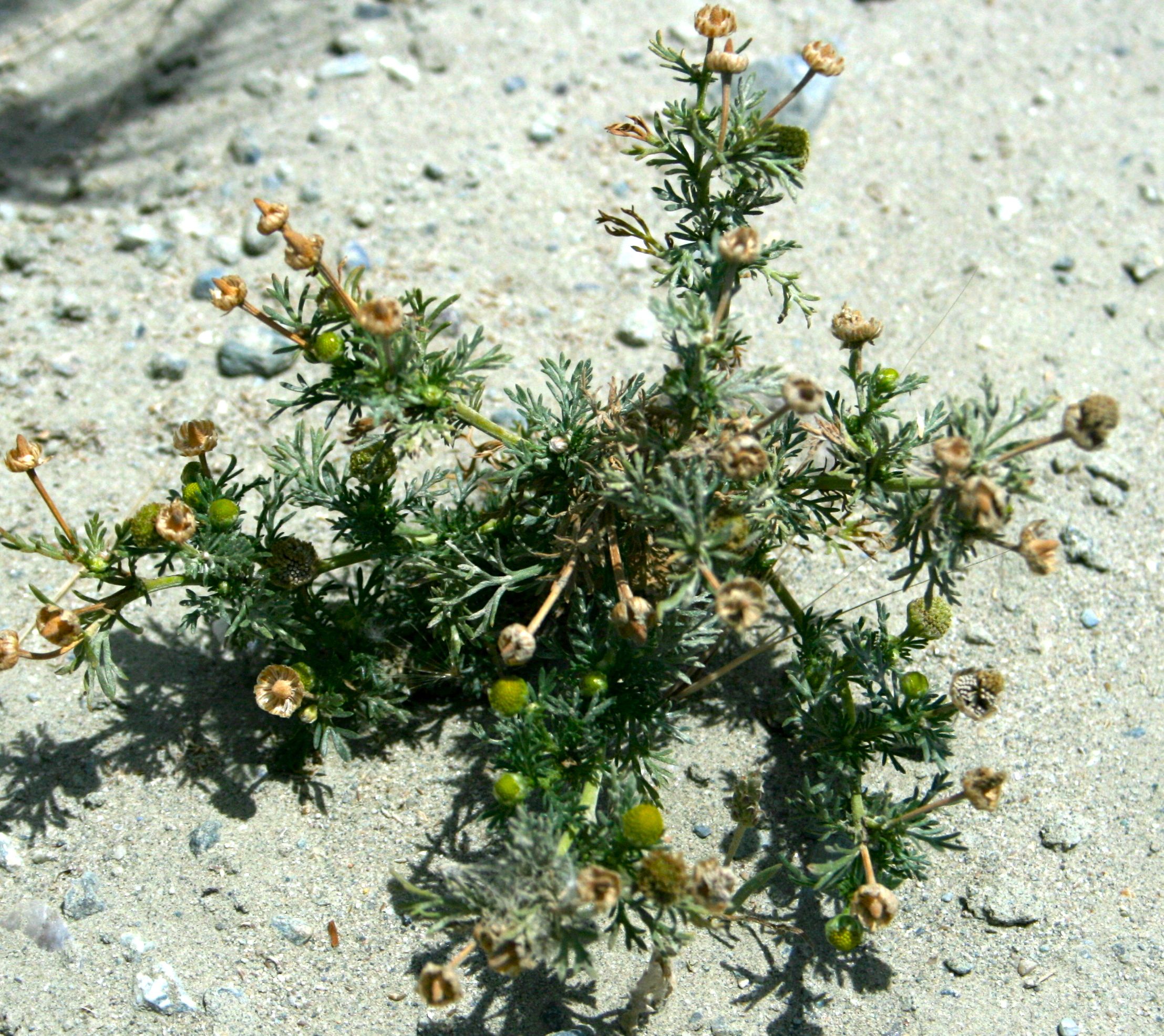 Matricaria discoidea (Pineapple weed), native California herb