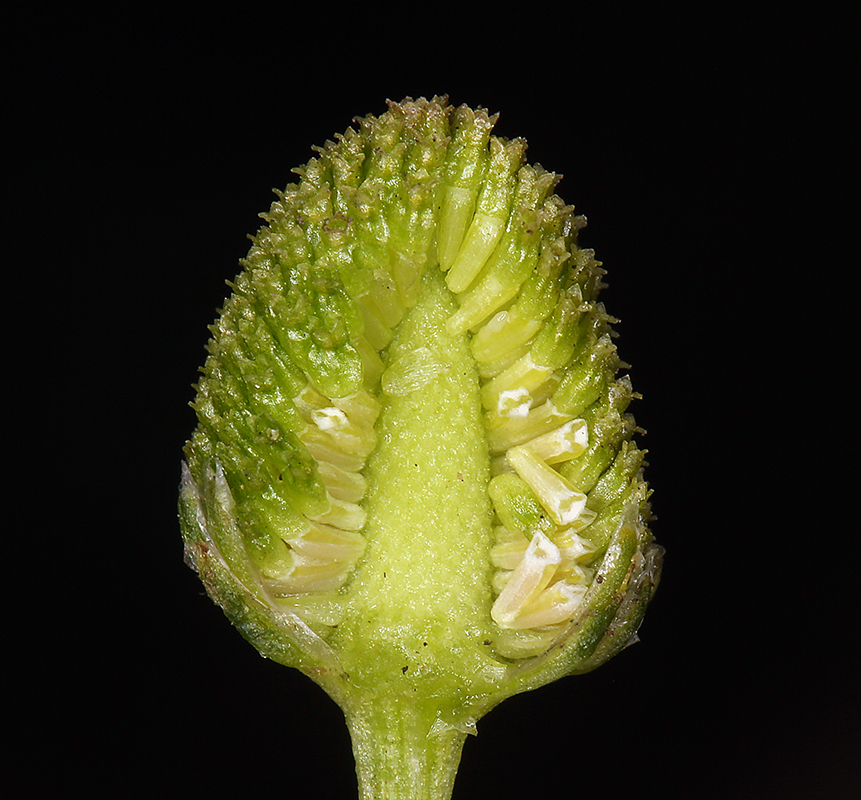 Matricaria occidentalis (Valley mayweed), native California herb