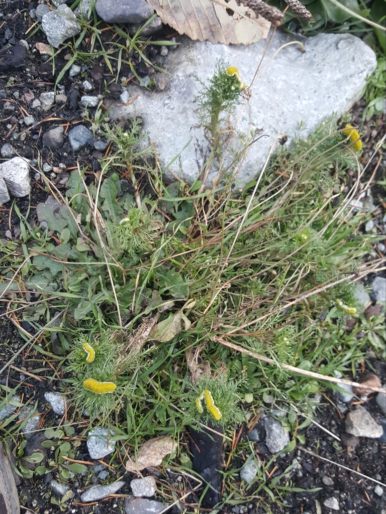 Matricaria sp., non-native California annual