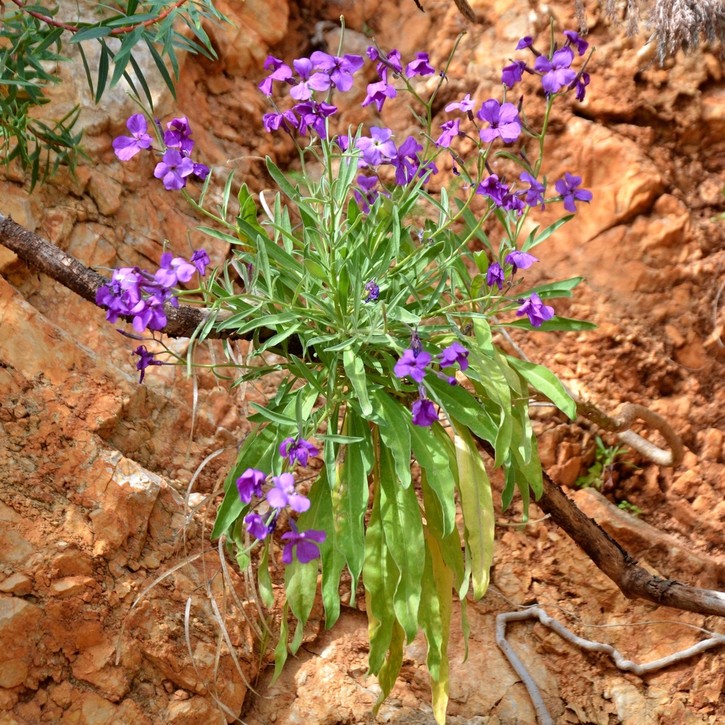 Matthiola incana (Tenweeks stock), non-native California subshrub