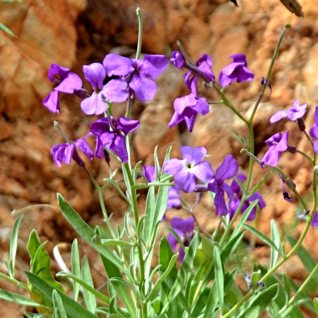 Matthiola sp. (Stock), non-native California perennial
