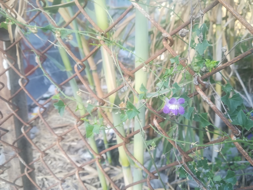 Maurandella antirrhiniflora (Violet twining snapdragon), native California vine
