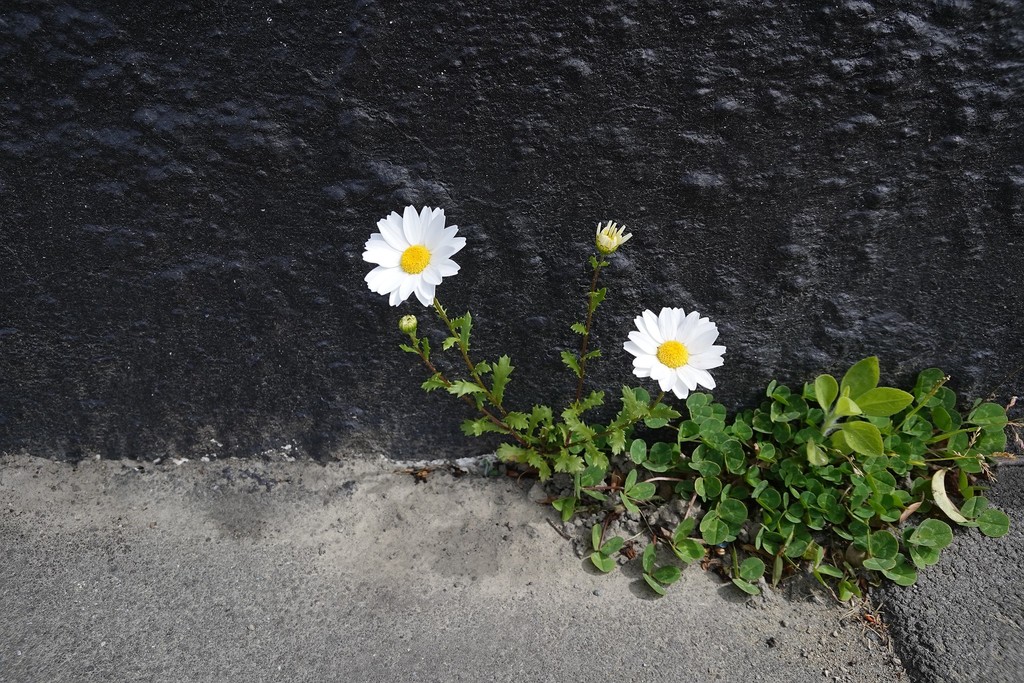 Mauranthemum paludosum (Mini-marguerite), non-native California perennial