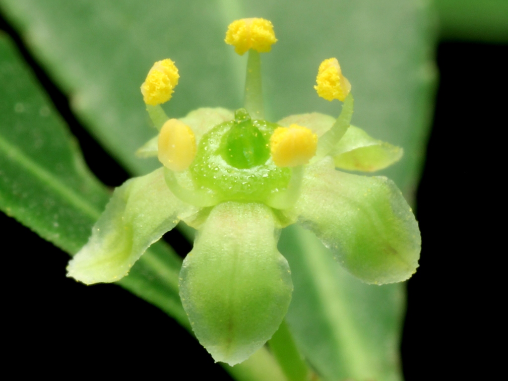 Maytenus boaria (Maiten tree), non-native California shrub / tree