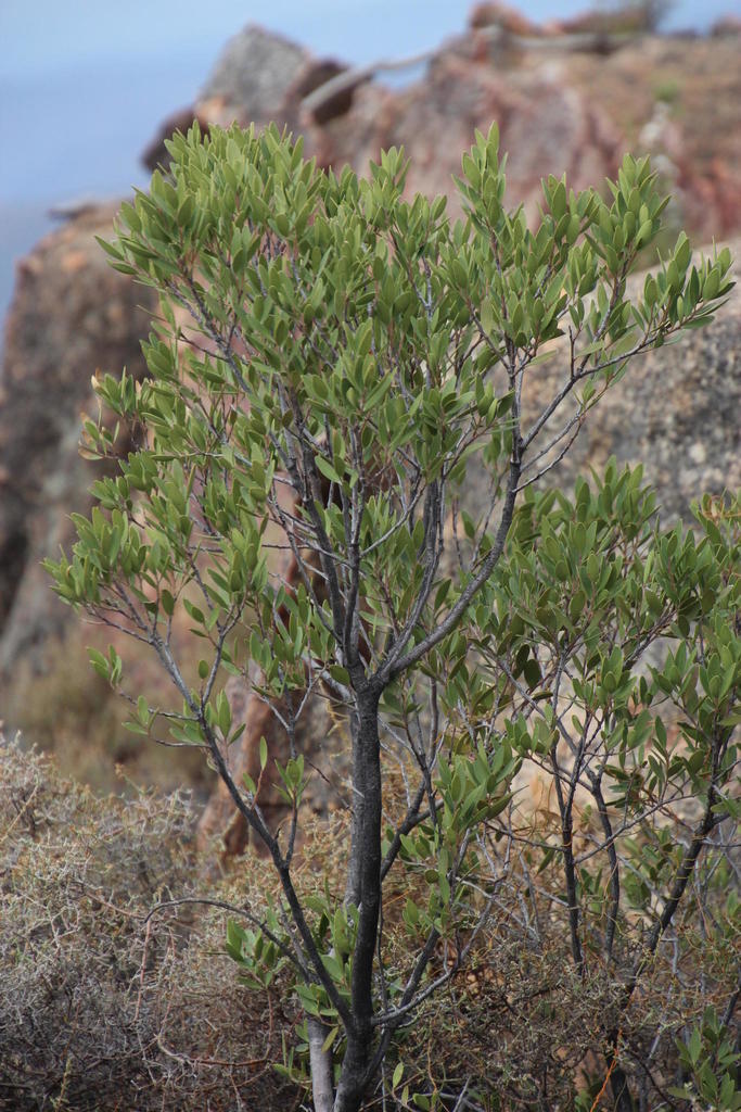 Maytenus sp. (Maiten), non-native California shrub