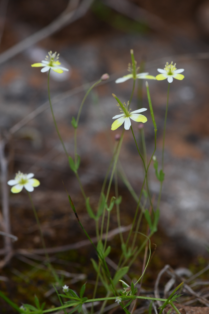 Meconella californica (California fairypoppy), native California herb