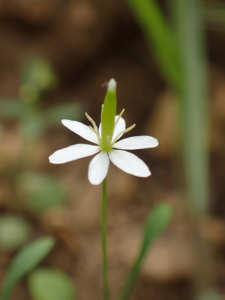 Meconella denticulata (Small flowered meconella), native California herb