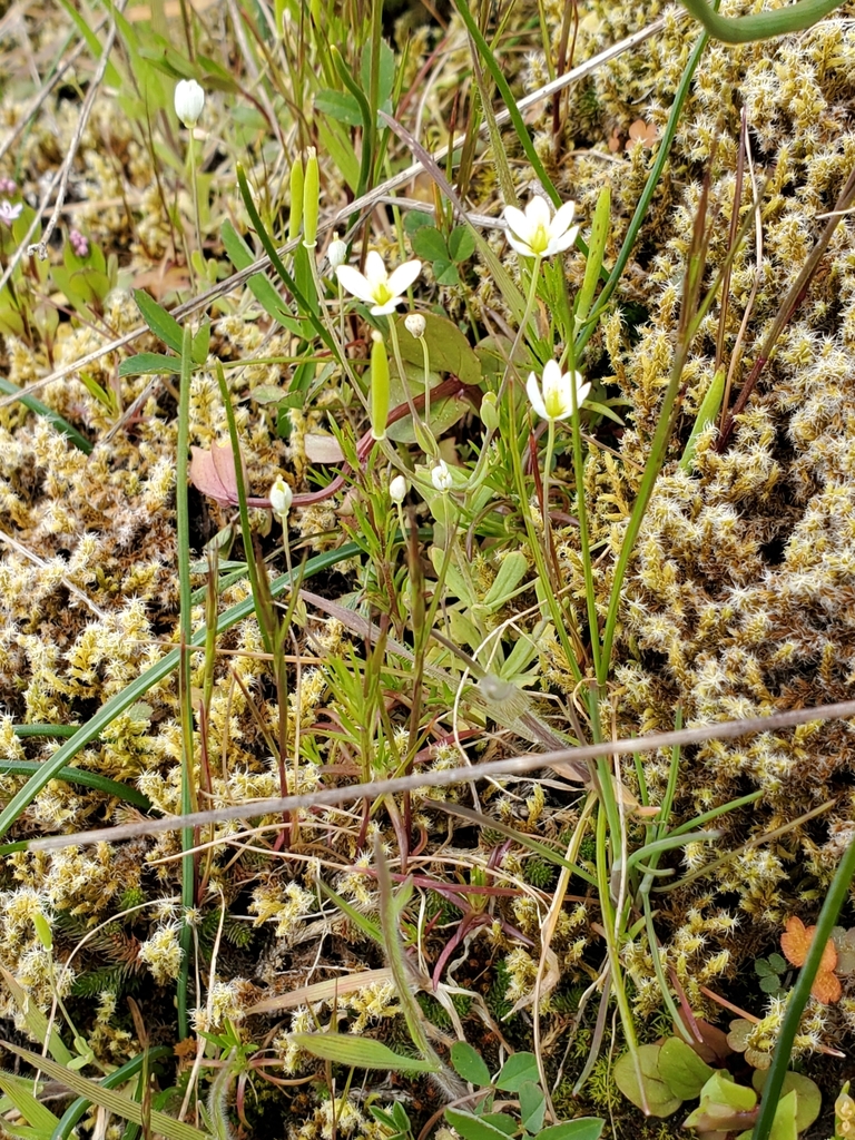Meconella oregana (Oregon meconella), native California herb