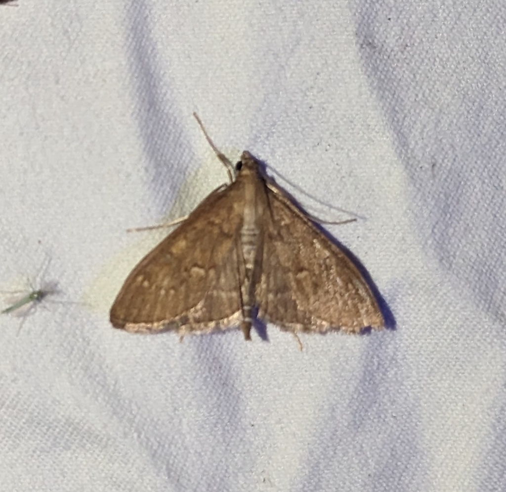Mecyna mustelinalis, California species