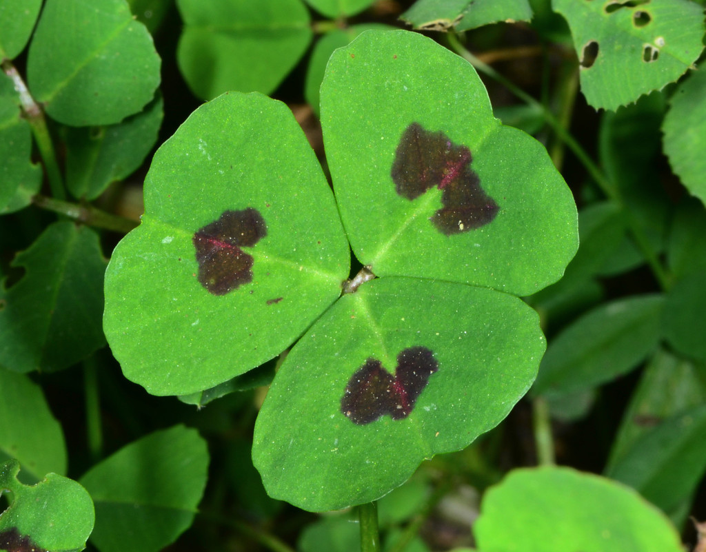 Medicago arabica (Burclover), non-native California herb
