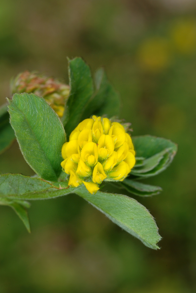 Medicago lupulina (Black medick), non-native California herb