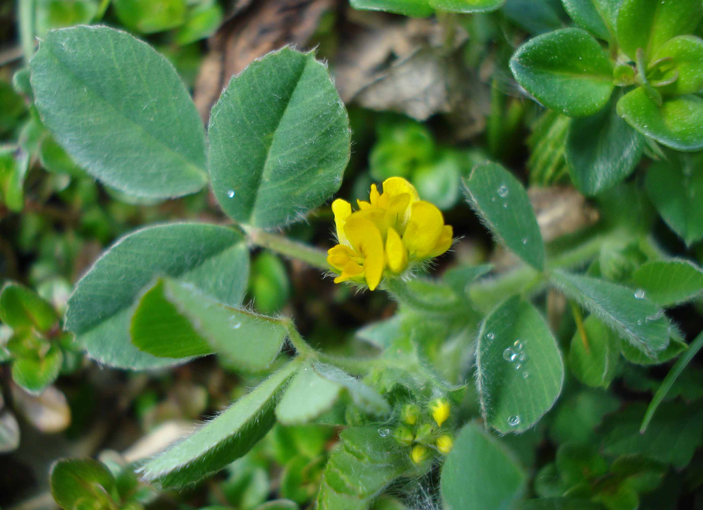 Medicago minima (Burclover), non-native California herb