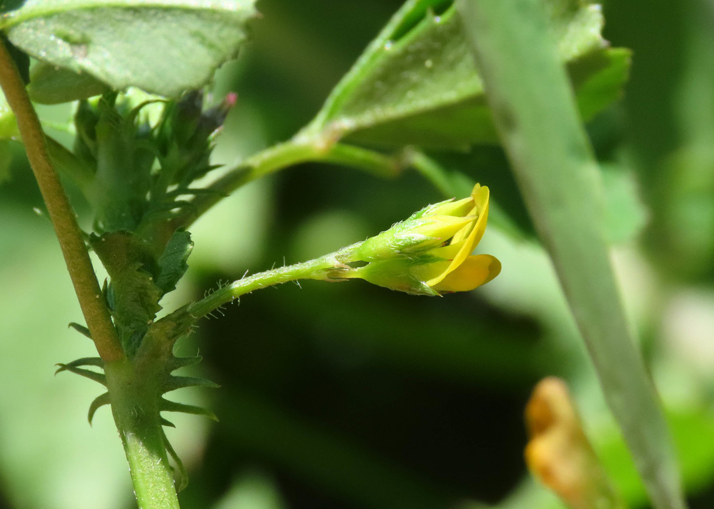 Medicago orbicularis (Blackdisk medick), non-native California herb