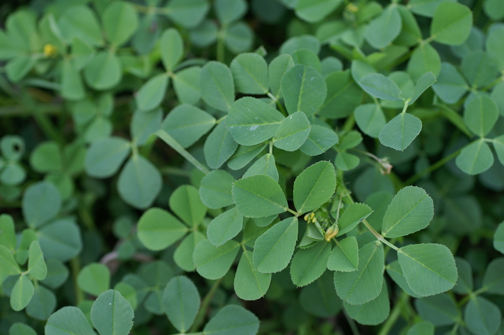 Medicago polymorpha (California burclover), non-native California herb