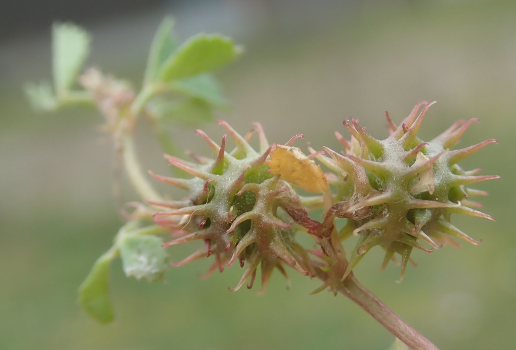 Medicago praecox (Mediterranean medick), non-native California herb