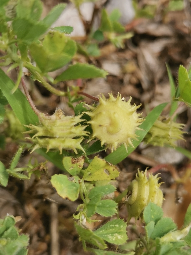 Medicago rigidula (Tifton medick), non-native California herb