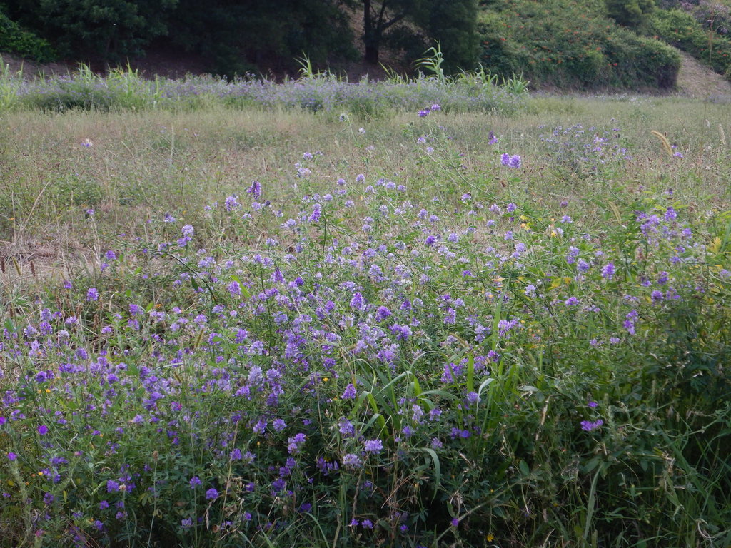 Medicago sativa (Alfalfa), non-native California herb