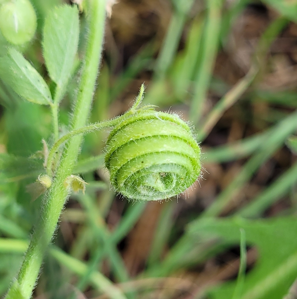 Medicago scutellata (Snail medick), non-native California herb