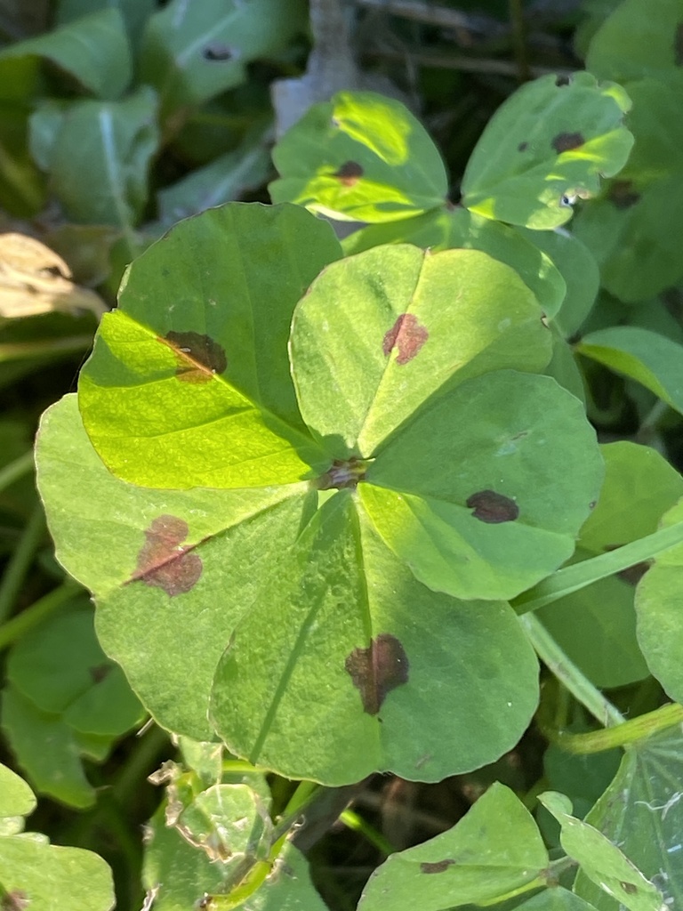 Medicago sp. (Alfalfa), non-native California perennial