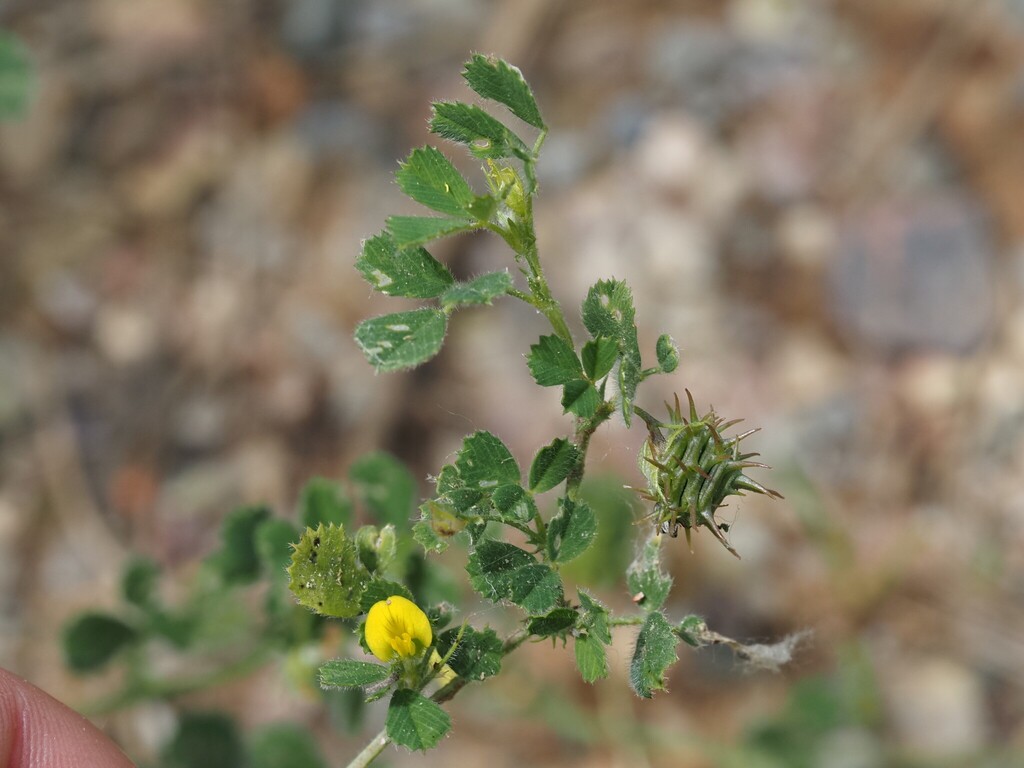 Medicago truncatula (Barrel medick), non-native California annual