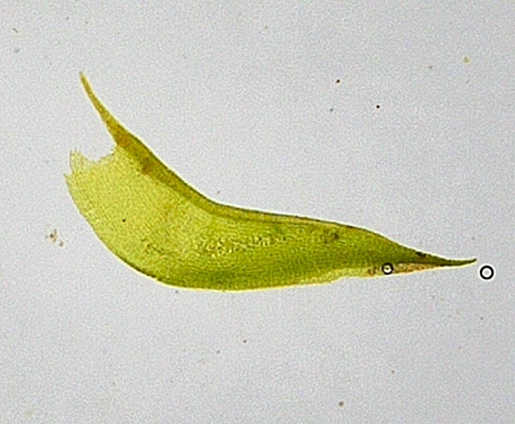 Meesia longiseta (long seta hump moss), California species