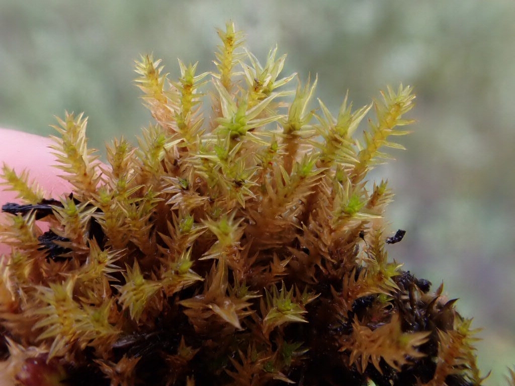 Meesia triquetra (three-ranked hump moss), California species