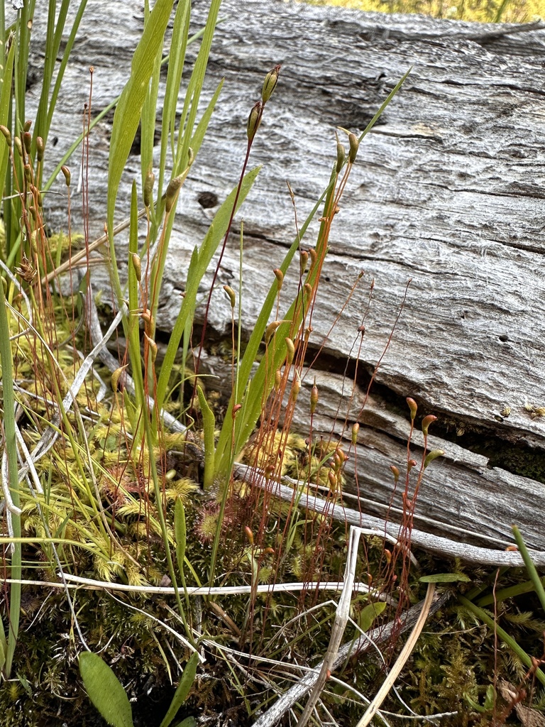 Meesia uliginosa (broad-nerved hump moss), California species