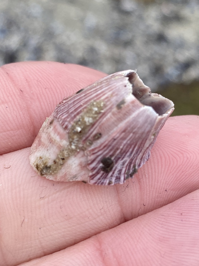 Megabalanus californicus (California Barnacle), California species